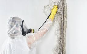 Best Industrial Mold Remediation  in Wills Point, TX